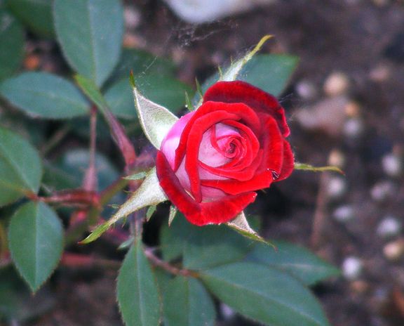 Snow Ruby photo 2013_06140002_zps71b4a2a3.jpg